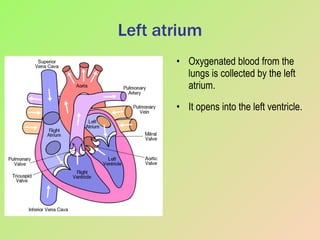 Left atrium Oxygenated blood from the lungs is collected by the left atrium. It opens into the left ventricle. 