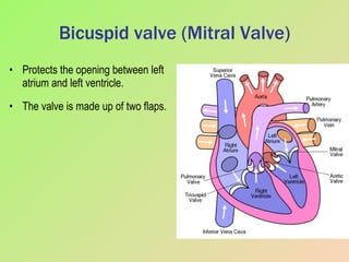 Bicuspid valve (Mitral Valve) Protects the opening between left atrium and left ventricle. The valve is made up of two flaps. 