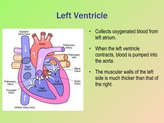 Left Ventricle Collects oxygenated blood from left atrium. When the left ventricle contracts, blood is pumped into the aorta. The muscular walls of the left side is much thicker than that of the right. 