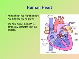 Human Heart Human heart has four chambers - two atria and two ventricles. The right side of the heart is completely separated from the left side. 