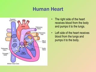 Human Heart The right side of the heart receives blood from the body and pumps it to the lungs. Left side of the heart receives blood from the lungs and pumps it to the body. 