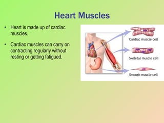 Heart Muscles Heart is made up of cardiac muscles. Cardiac muscles can carry on contracting regularly without resting or getting fatigued. 