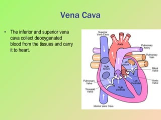 Vena Cava The inferior and superior vena cava collect deoxygenated blood from the tissues and carry it to heart. 