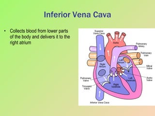 Inferior Vena Cava Collects blood from lower parts of the body and delivers it to the right atrium 