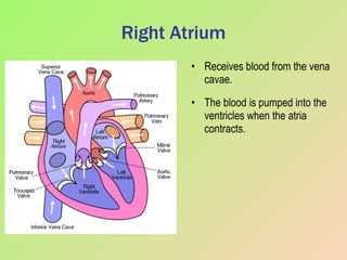 Right Atrium Receives blood from the vena cavae. The blood is pumped into the ventricles when the atria contracts. 