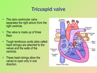 Tricuspid valve This atrio-ventricular valve separates the right atrium from the right ventricle. The valve is made up of three flaps. Tough tendinous cords (also called heart strings) are attached to the valves and the walls of the ventricle. These heart strings allow the valves to open only in one direction. 