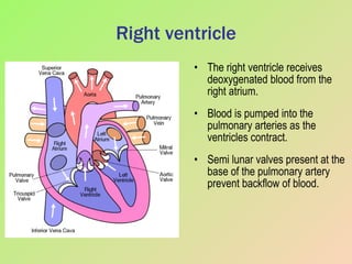 Right ventricle The right ventricle receives deoxygenated blood from the right atrium. Blood is pumped into the pulmonary arteries as the ventricles contract. Semi lunar valves present at the base of the pulmonary artery prevent backflow of blood. 