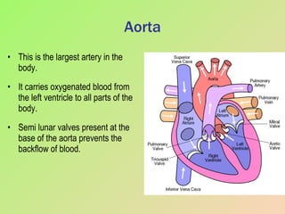 Aorta This is the largest artery in the body. It carries oxygenated blood from the left ventricle to all parts of the body. Semi lunar valves present at the base of the aorta prevents the backflow of blood. 
