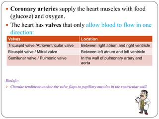 Human heart (Powerpoint Version) | PPTX