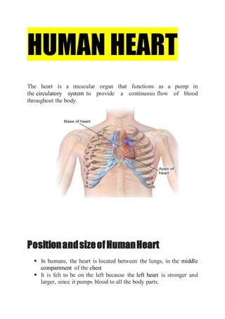 HUMAN HEART
The heart is a muscular organ that functions as a pump in
the circulatory system to provide a continuous flow of blood
throughout the body.
PositionandsizeofHumanHeart
 In humans, the heart is located between the lungs, in the middle
compartment of the chest
 It is felt to be on the left because the left heart is stronger and
larger, since it pumps blood to all the body parts.
 