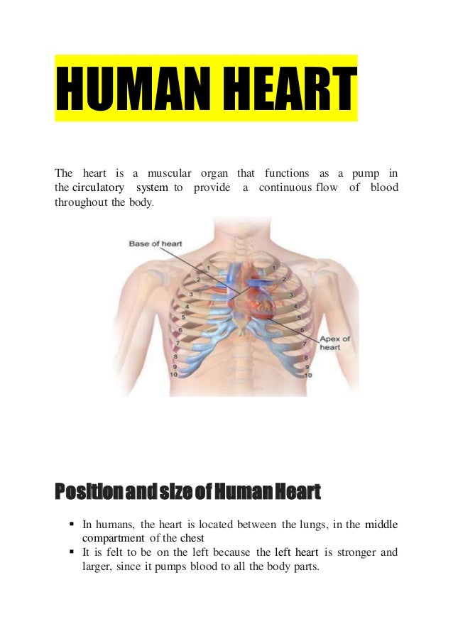 Human Heart