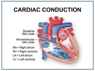 CARDIAC CONDUCTION
 