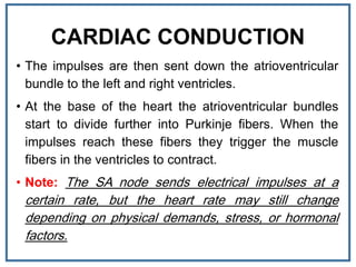 CARDIAC CONDUCTION
• The impulses are then sent down the atrioventricular
bundle to the left and right ventricles.
• At the base of the heart the atrioventricular bundles
start to divide further into Purkinje fibers. When the
impulses reach these fibers they trigger the muscle
fibers in the ventricles to contract.
• Note: The SA node sends electrical impulses at a
certain rate, but the heart rate may still change
depending on physical demands, stress, or hormonal
factors.
 