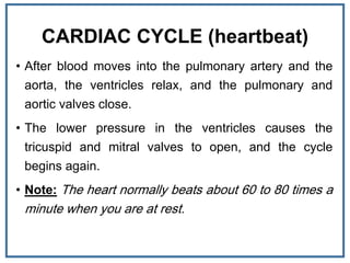 CARDIAC CYCLE (heartbeat)
• After blood moves into the pulmonary artery and the
aorta, the ventricles relax, and the pulmonary and
aortic valves close.
• The lower pressure in the ventricles causes the
tricuspid and mitral valves to open, and the cycle
begins again.
• Note: The heart normally beats about 60 to 80 times a
minute when you are at rest.
 