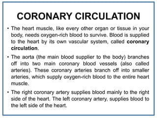 CORONARY CIRCULATION
• The heart muscle, like every other organ or tissue in your
body, needs oxygen-rich blood to survive. Blood is supplied
to the heart by its own vascular system, called coronary
circulation.
• The aorta (the main blood supplier to the body) branches
off into two main coronary blood vessels (also called
arteries). These coronary arteries branch off into smaller
arteries, which supply oxygen-rich blood to the entire heart
muscle.
• The right coronary artery supplies blood mainly to the right
side of the heart. The left coronary artery, supplies blood to
the left side of the heart.
 