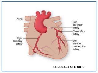 CORONARY ARTERIES
 