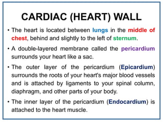 CARDIAC (HEART) WALL
• The heart is located between lungs in the middle of
chest, behind and slightly to the left of sternum.
• A double-layered membrane called the pericardium
surrounds your heart like a sac.
• The outer layer of the pericardium (Epicardium)
surrounds the roots of your heart's major blood vessels
and is attached by ligaments to your spinal column,
diaphragm, and other parts of your body.
• The inner layer of the pericardium (Endocardium) is
attached to the heart muscle.
 