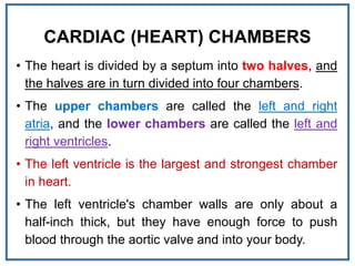 CARDIAC (HEART) CHAMBERS
• The heart is divided by a septum into two halves, and
the halves are in turn divided into four chambers.
• The upper chambers are called the left and right
atria, and the lower chambers are called the left and
right ventricles.
• The left ventricle is the largest and strongest chamber
in heart.
• The left ventricle's chamber walls are only about a
half-inch thick, but they have enough force to push
blood through the aortic valve and into your body.
 