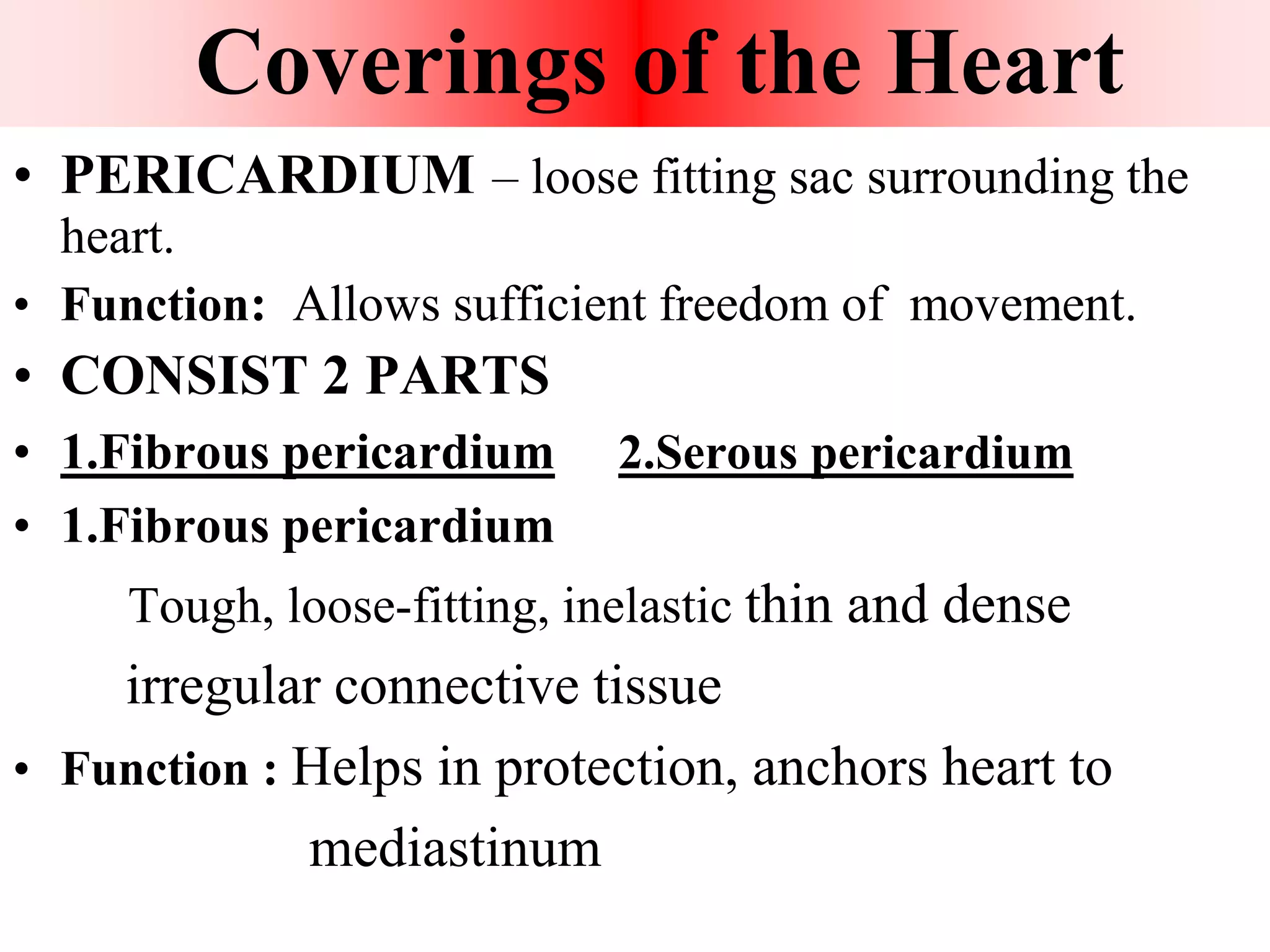 Human heart | PPT