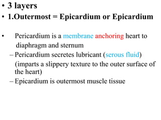 • 3 layers
• 1.Outermost = Epicardium or Epicardium
• Pericardium is a membrane anchoring heart to
diaphragm and sternum
– Pericardium secretes lubricant (serous fluid)
(imparts a slippery texture to the outer surface of
the heart)
– Epicardium is outermost muscle tissue
 