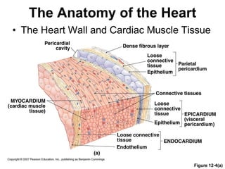 The Anatomy of the Heart
• The Heart Wall and Cardiac Muscle Tissue
Figure 12-4(a)
 