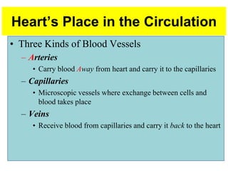 Heart’s Place in the Circulation
• Three Kinds of Blood Vessels
– Arteries
• Carry blood Away from heart and carry it to the capillaries
– Capillaries
• Microscopic vessels where exchange between cells and
blood takes place
– Veins
• Receive blood from capillaries and carry it back to the heart
 