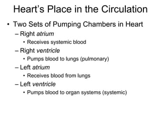 Heart’s Place in the Circulation
• Two Sets of Pumping Chambers in Heart
– Right atrium
• Receives systemic blood
– Right ventricle
• Pumps blood to lungs (pulmonary)
– Left atrium
• Receives blood from lungs
– Left ventricle
• Pumps blood to organ systems (systemic)
 