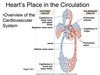 Heart’s Place in the Circulation
•Overview of the
Cardiovascular
System
Figure 12-1
Superior vena cava
inferior vena cava
aorta
 