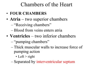 Chambers of the Heart
• FOUR CHAMBERS
• Atria – two superior chambers
– “Receiving chambers”
– Blood from veins enters atria
• Ventricles – two inferior chambers
– “pumping chambers”
– Thick muscular walls to increase force of
pumping action
• Left > right
– Separated by interventricular septum
 