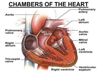 CHAMBERS OF THE HEART
 