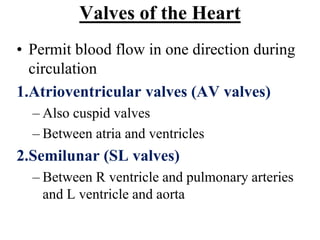 Valves of the Heart
• Permit blood flow in one direction during
circulation
1.Atrioventricular valves (AV valves)
– Also cuspid valves
– Between atria and ventricles
2.Semilunar (SL valves)
– Between R ventricle and pulmonary arteries
and L ventricle and aorta
 