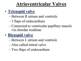 Atrioventricular Valves
• Tricuspid valve
– Between R atrium and ventricle
– 3 flaps of endocardium
– Connected to ventricular papillary muscle
via chordae tendinae
• Bicuspid valve
– Between L atrium and ventricle
– Also called mitral valve
– Two flaps of endocardium
 
