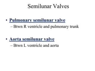 Semilunar Valves
• Pulmonary semilunar valve
– Btwn R ventricle and pulmonary trunk
• Aorta semilunar valve
– Btwn L ventricle and aorta
 