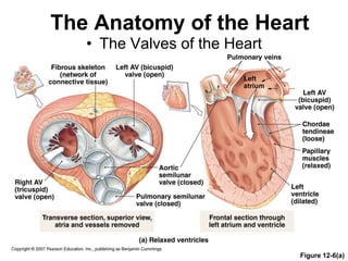 The Anatomy of the Heart
• The Valves of the Heart
Figure 12-6(a)
 