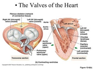• The Valves of the Heart
Figure 12-6(b)
 