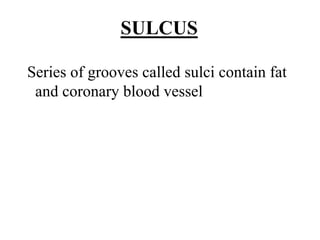 Series of grooves called sulci contain fat
and coronary blood vessel
SULCUS
 
