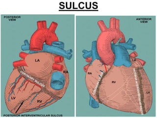 SULCUS
 