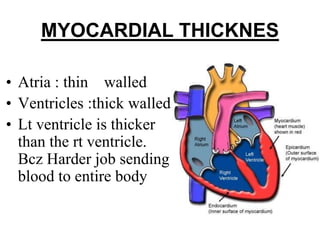MYOCARDIAL THICKNES
• Atria : thin walled
• Ventricles :thick walled
• Lt ventricle is thicker
than the rt ventricle.
Bcz Harder job sending
blood to entire body
 