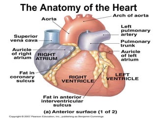 The Anatomy of the Heart
 