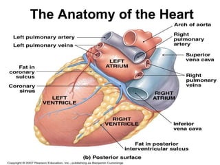 The Anatomy of the Heart
 
