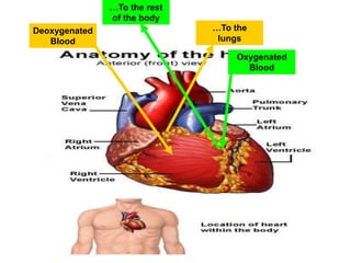 Deoxygenated
Blood
…To the
lungs
Oxygenated
Blood
…To the rest
of the body
 