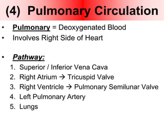 (4) Pulmonary Circulation
• Pulmonary = Deoxygenated Blood
• Involves Right Side of Heart
• Pathway:
1. Superior / Inferior Vena Cava
2. Right Atrium  Tricuspid Valve
3. Right Ventricle  Pulmonary Semilunar Valve
4. Left Pulmonary Artery
5. Lungs
 