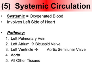 (5) Systemic Circulation
• Systemic = Oxygenated Blood
• Involves Left Side of Heart
• Pathway:
1. Left Pulmonary Vein
2. Left Atrium  Bicuspid Valve
3. Left Ventricle  Aortic Semilunar Valve
4. Aorta
5. All Other Tissues
 