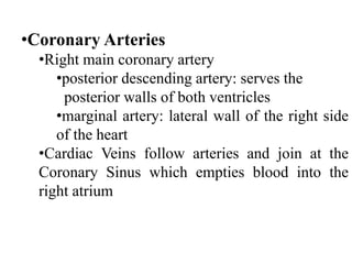•Coronary Arteries
•Right main coronary artery
•posterior descending artery: serves the
posterior walls of both ventricles
•marginal artery: lateral wall of the right side
of the heart
•Cardiac Veins follow arteries and join at the
Coronary Sinus which empties blood into the
right atrium
 