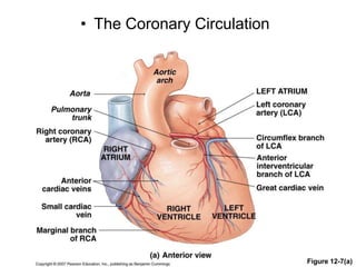 • The Coronary Circulation
Figure 12-7(a)
 