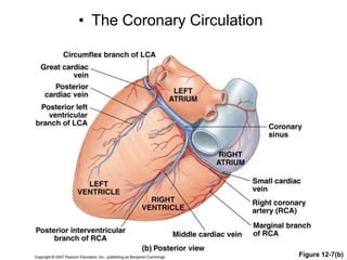 • The Coronary Circulation
Figure 12-7(b)
 