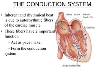 THE CONDUCTION SYSTEM
• Inherent and rhythmical beat
is due to autorhythmic fibers
of the cardiac muscle.
• These fibers have 2 important
function
- Act as pace maker
- Form the conduction
system
 