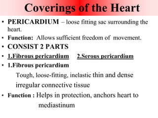 • PERICARDIUM – loose fitting sac surrounding the
heart.
• Function: Allows sufficient freedom of movement.
• CONSIST 2 PARTS
• 1.Fibrous pericardium 2.Serous pericardium
• 1.Fibrous pericardium
Tough, loose-fitting, inelastic thin and dense
irregular connective tissue
• Function : Helps in protection, anchors heart to
mediastinum
Coverings of the Heart
 