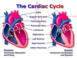 CARDIAC CYCLE
 