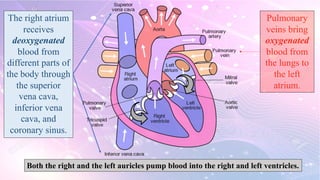 Human heart.pdf